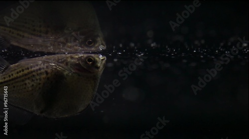 Aquarium fish Gasteropelecus sternicla. Fish swimming. (Macro view, soft focus) photo