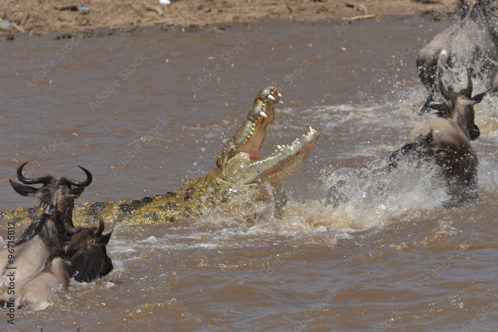 Naklejka premium Talec River Crocodile attack