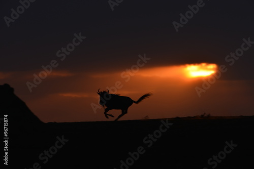 Wildebeest running at sunset