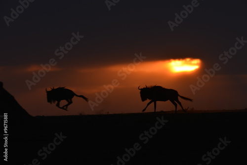 Wildebeests running at sunset