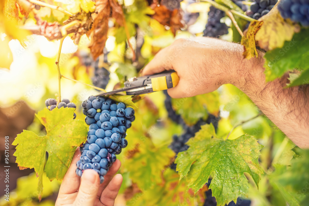 Obraz premium farmer harvesting ripe grapes in vineyard on an autumnal sunny day