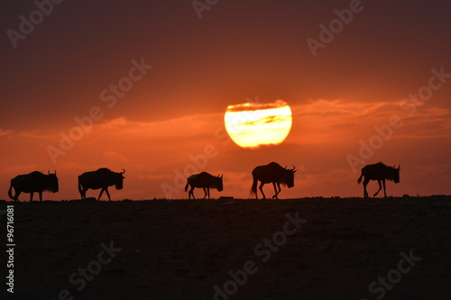 Wildebeest Herd in Sunset