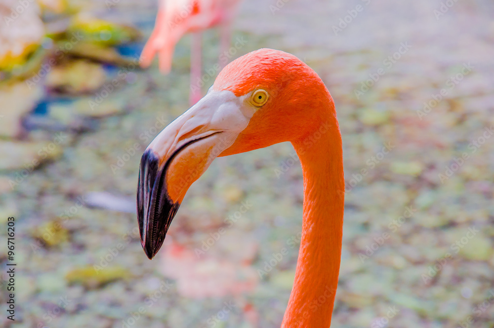 Fototapeta premium Pink flamingos close up, detail