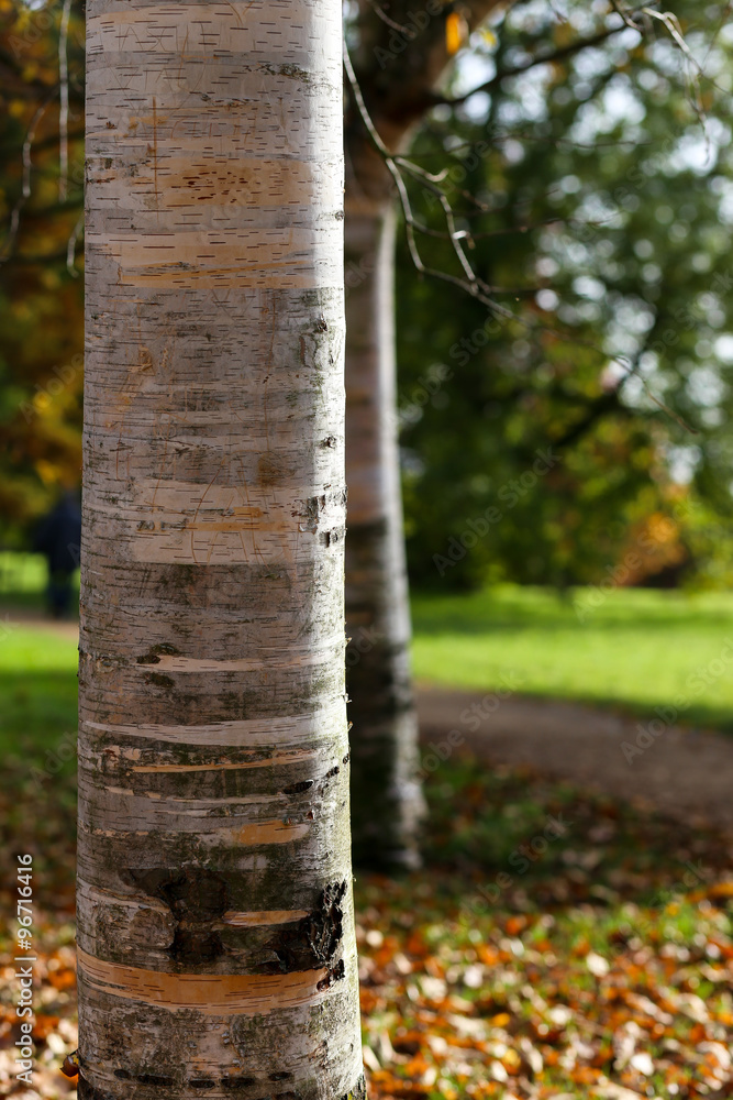 Birch Trees Trunks Sunny Autumn Day Orange Leaves Birch Trees Trunks Sunny Autumn Day Orange Leaves