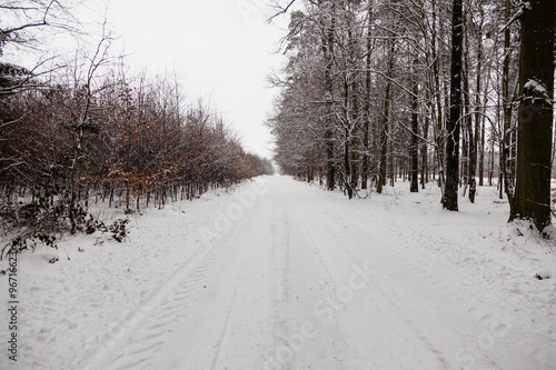 Wallpaper Mural Snow alley road in winter forest. Torontodigital.ca