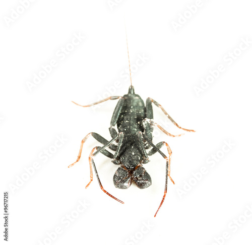 Close up of whip scorpion or vinegarroon (Mastigoproctus gigante
