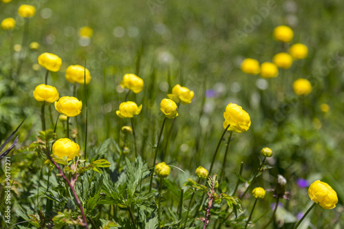 Field of yellow flowers in Swiss Alps  near Kandersteg  Switzerland