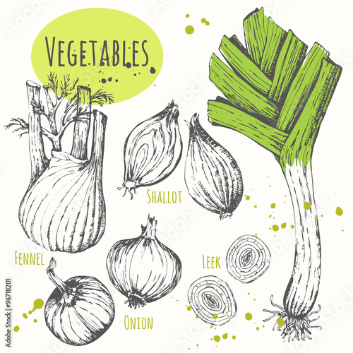 Set of hand drawn onion, leek, fennel, shallots. 
