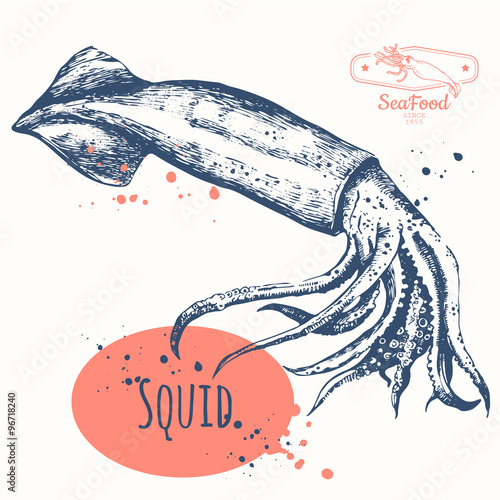 Sketch of squid. Hand-drawn calamari. Restaurant design.