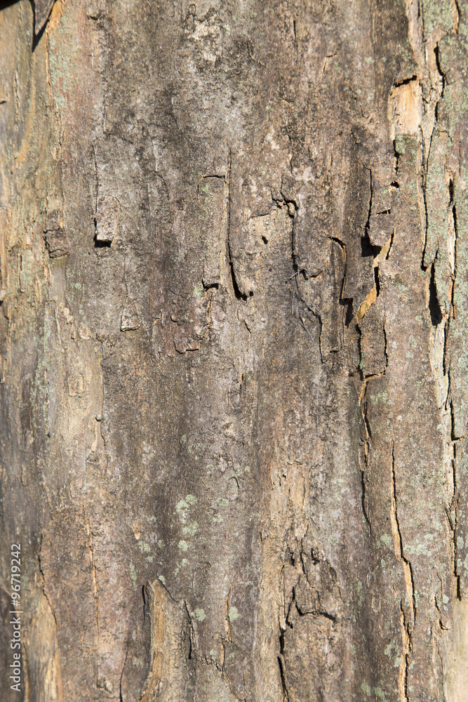 Obraz premium 樹の皮