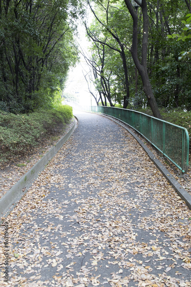Fototapeta premium 聚楽園公園の遊歩道