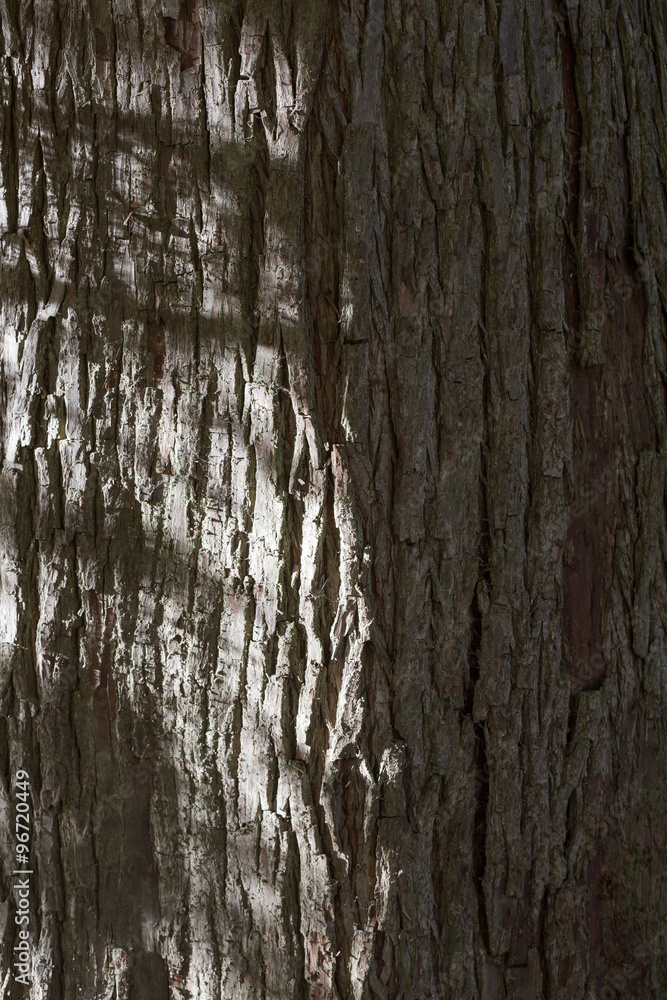 Obraz premium Old Tree Trunk Bark Rough Background