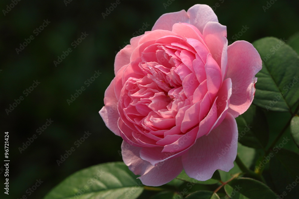 Rose /Beautiful Rose flower in the garden Rose /Beautiful Rose flower in the garden