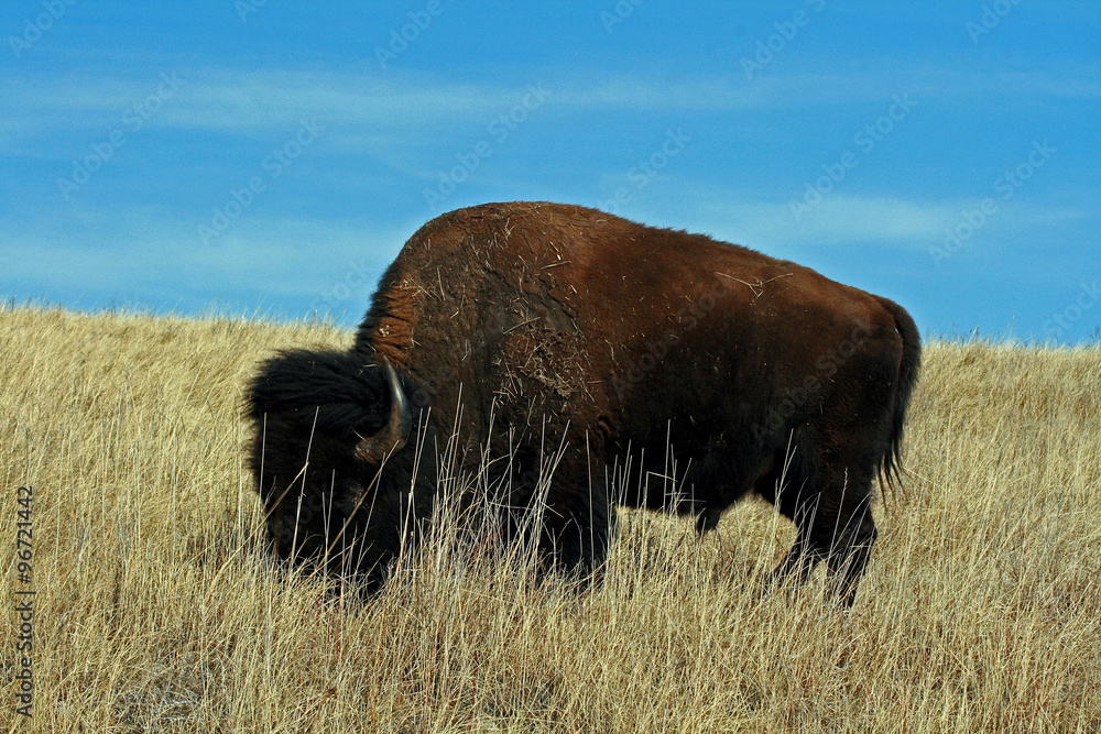 One american bison buffalo bull - classic iconic view with blue background