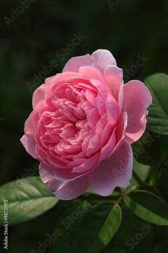 Rose /Beautiful Rose flower in the garden