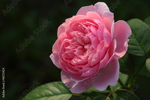 Rose /Beautiful Rose flower in the garden