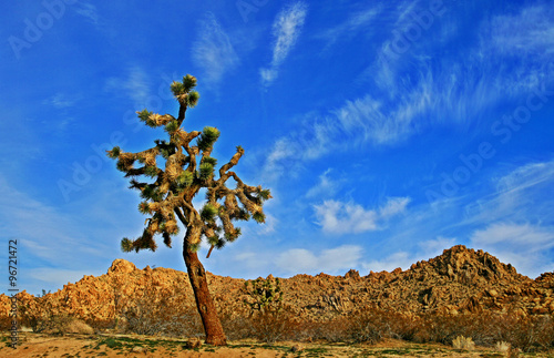 Joshua Tree in the high desert of Southern California near Lancaster Palmdale and Lake Los Angeles photo