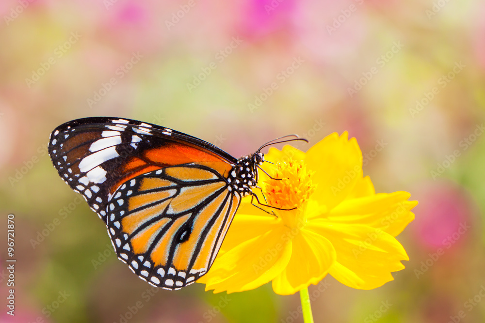 Butterflies and Flowers Butterflies and Flowers