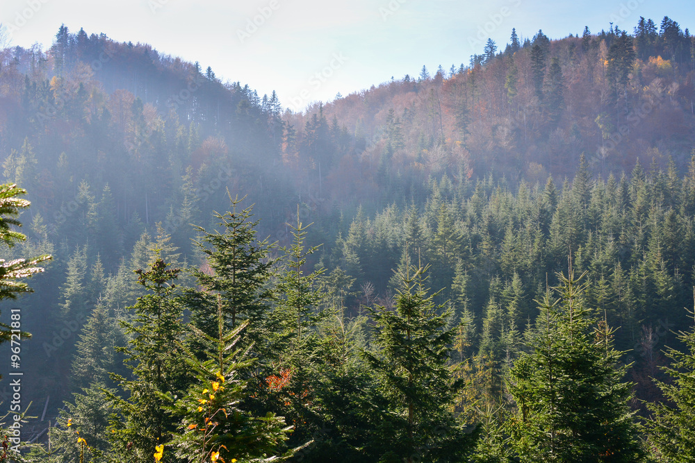 Obraz premium Evergreen forest in Carpathian Mountains, Ukraine. Travel, ecotourism