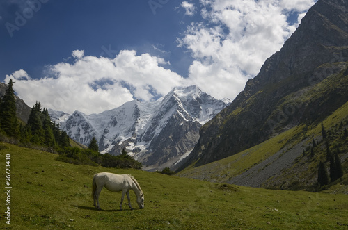 Wild horse in the mountains. Wild white horse in the beautiful mountains of Kyrgyzstan