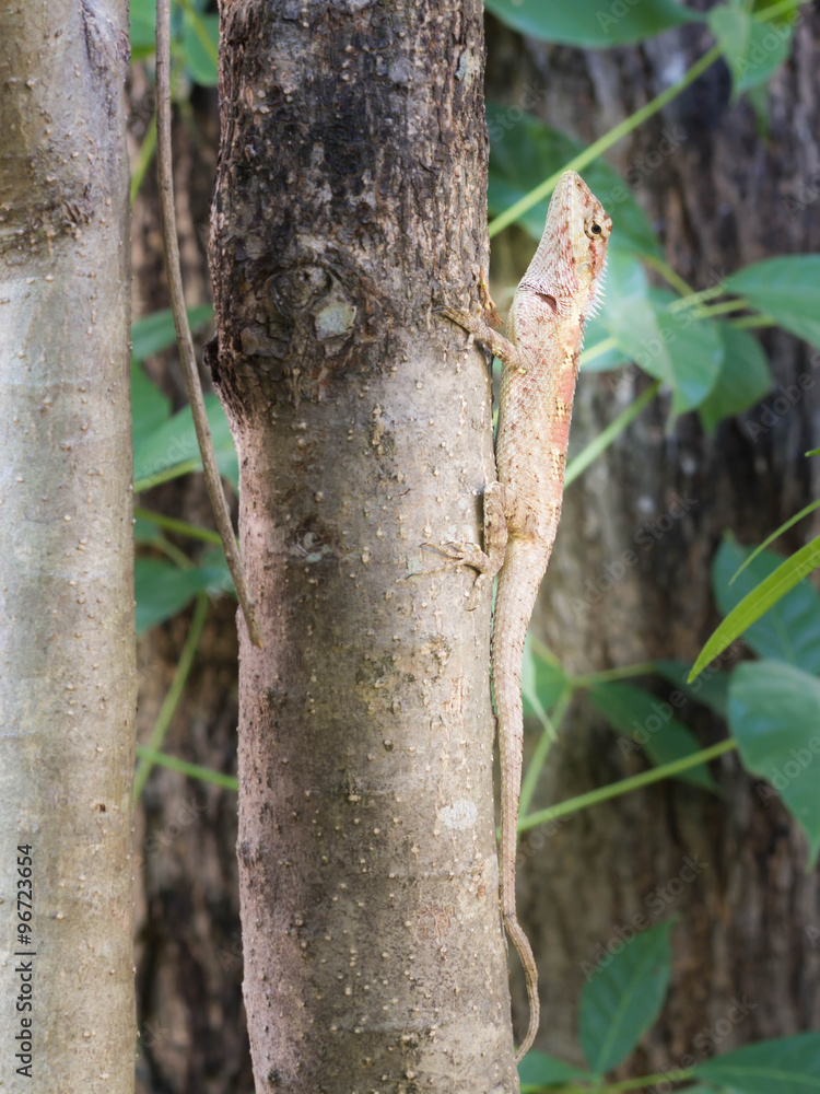 Red brown lizard camouflaged on a tree. Red brown lizard camouflaged on a tree.