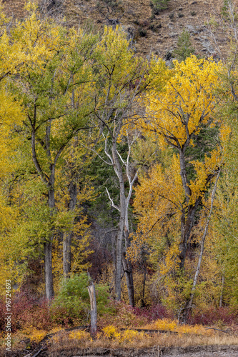 Colors of trees in autumn in southwestern Montana.