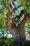 Old huge rosewood tree near the castle colossus. Cyprus