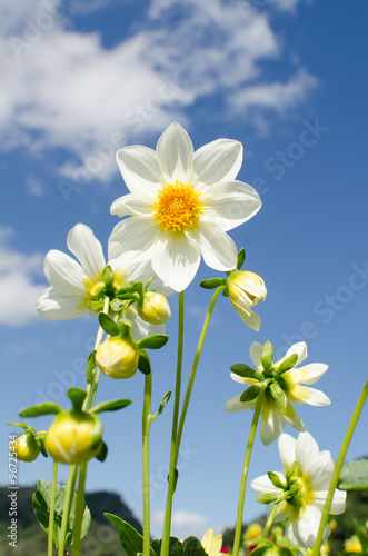 White dahlia flower on blue sky