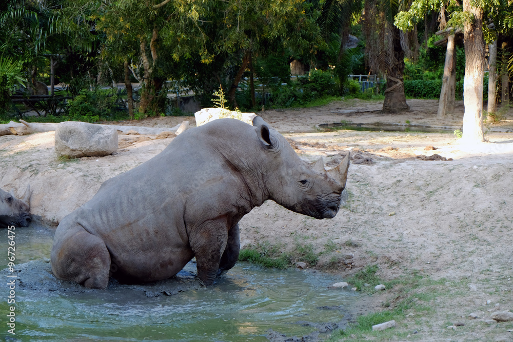 Naklejka premium White rhinos in the pond