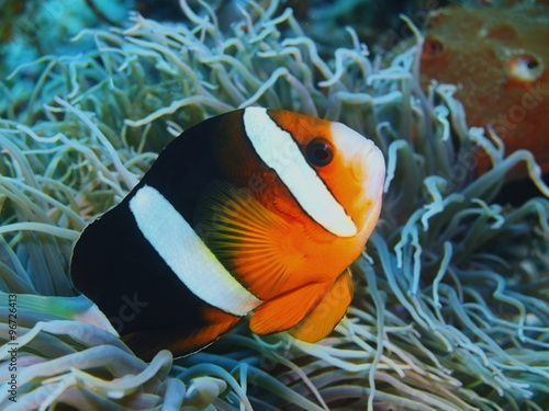 Fish-clown  Island Bali