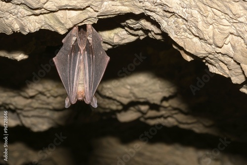 Greater mouse-eared bat ( Myotis myotis) photo