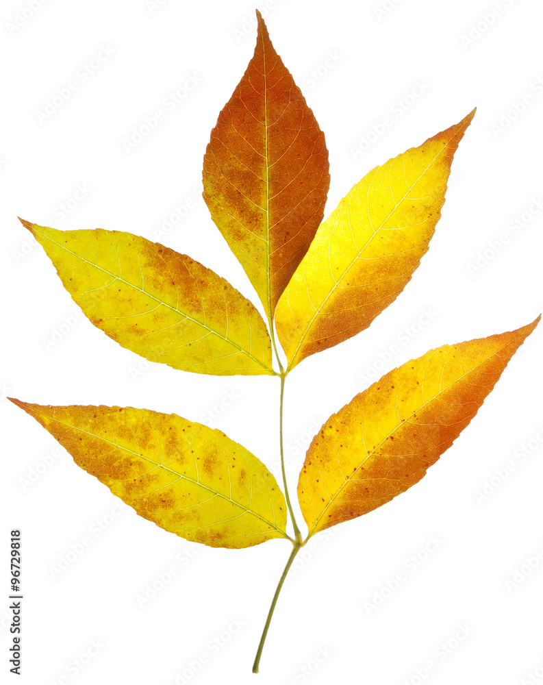 autumn leaves autumn leaves