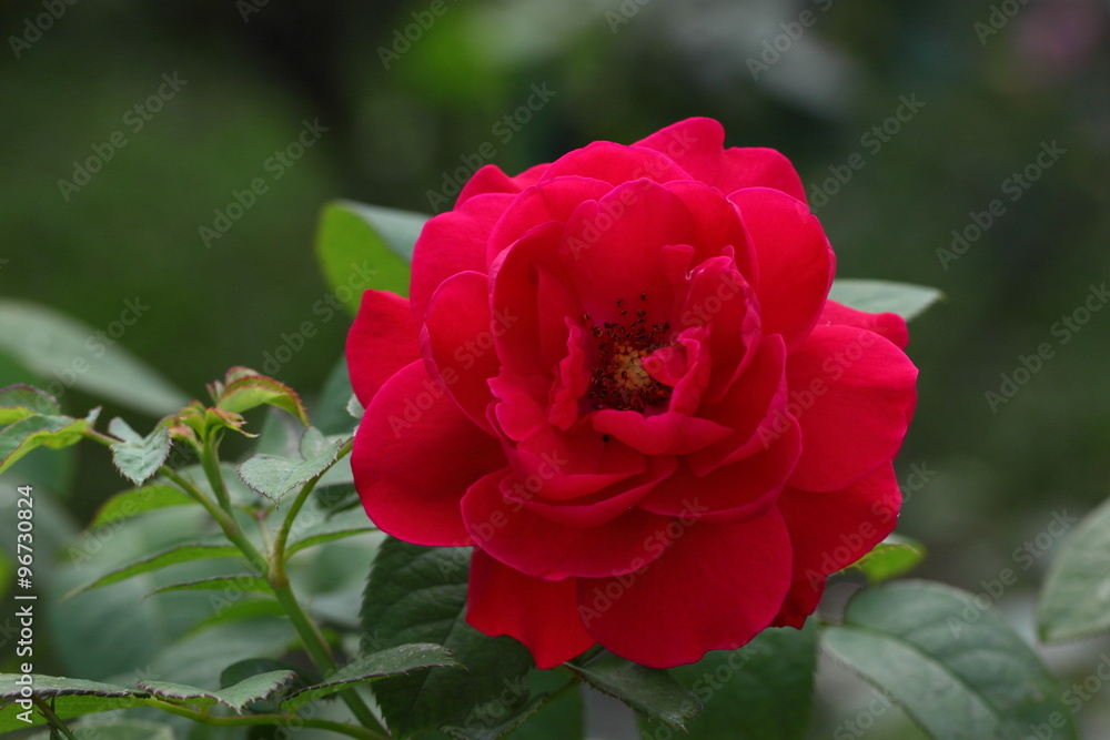 Rose /Beautiful Rose flower in the garden