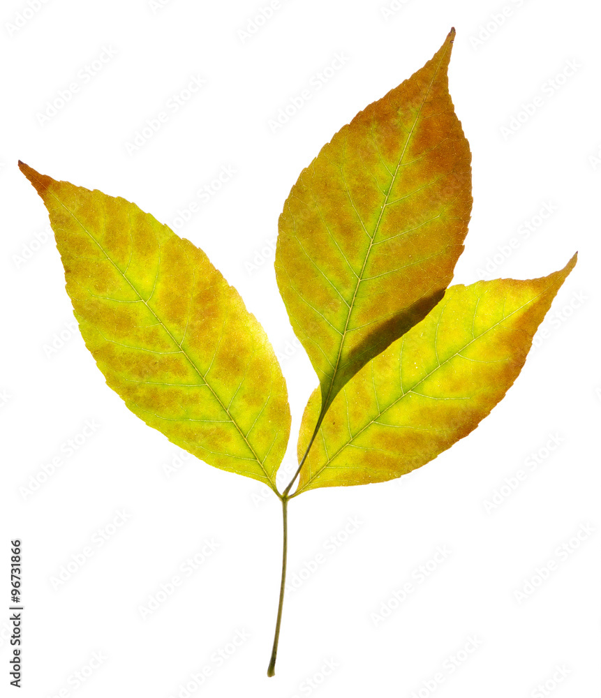 leaves leaves