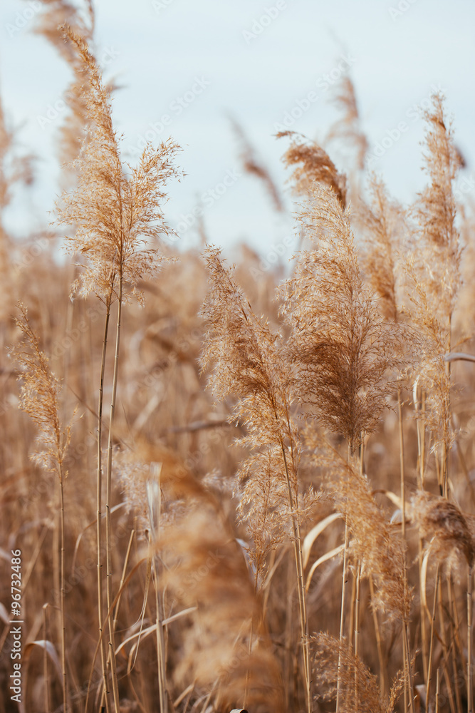 Fototapeta premium Dry reed. Abstract natural background.