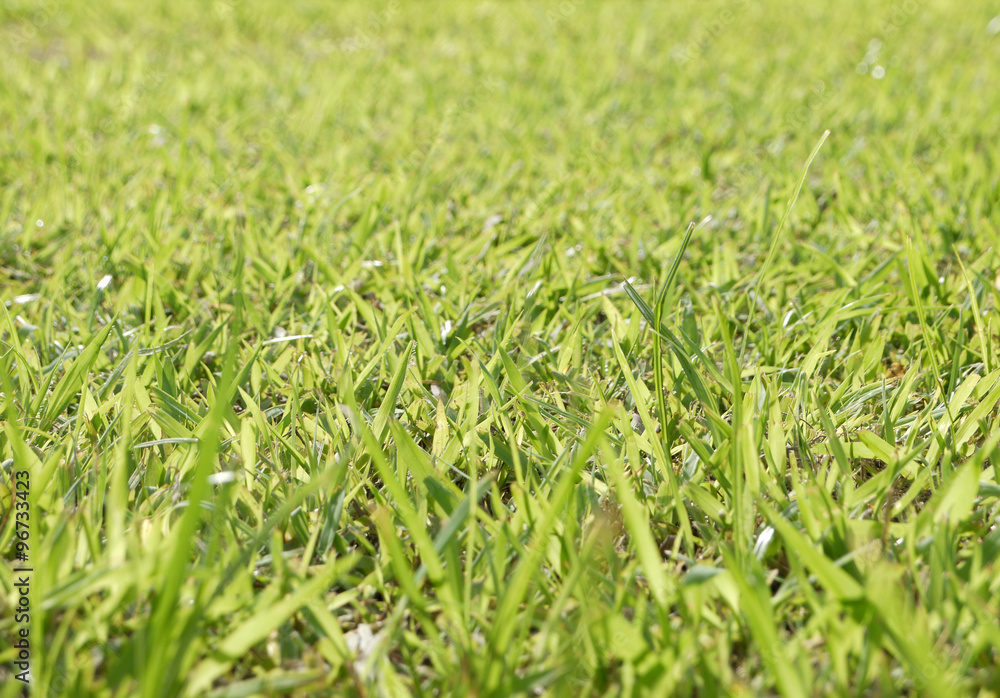 green grass macro close up