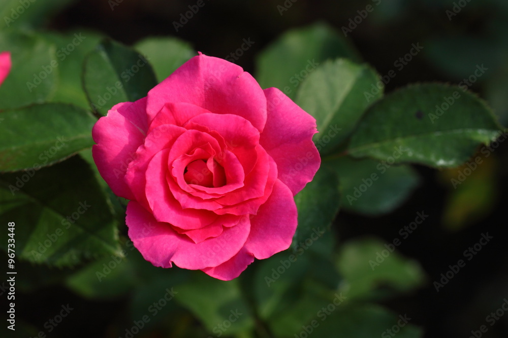 Beautiful Rose flower in the garden Beautiful Rose flower in the garden