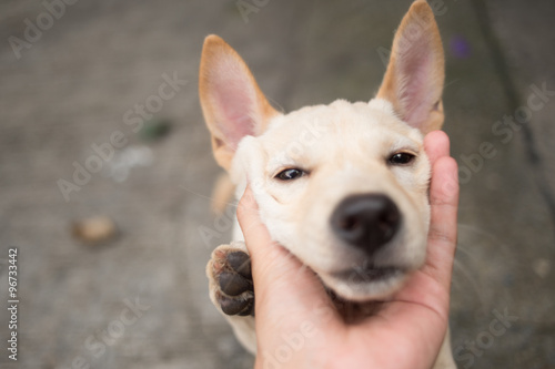 Cutie little Thai dog in a hand