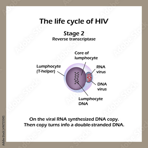 The life cycle of HIV. Stage 2 -The viral RNA synthesized DNA copy. World AIDS Day. Vector illustration