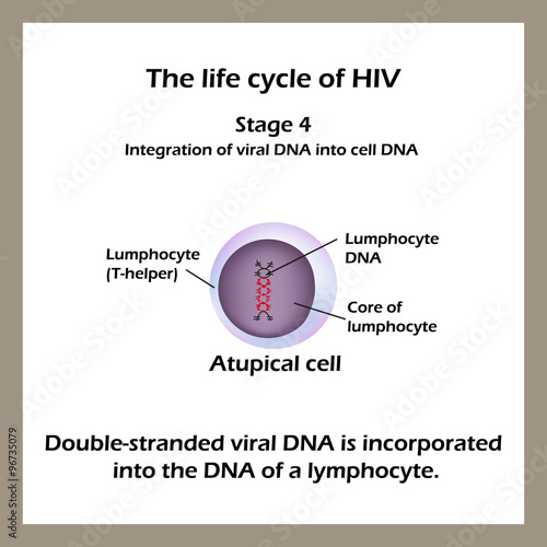 The life cycle of HIV. Stage 4 - The double-stranded viral DNA is incorporated into the DNA of a lymphocyte. World AIDS Day. 