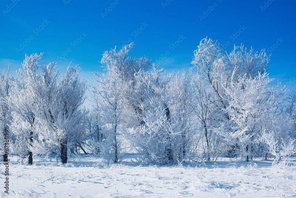 Winter landscape on trees