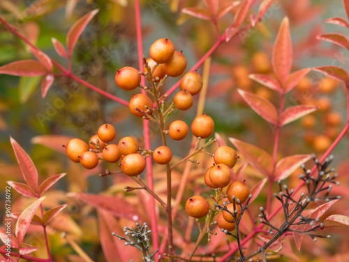 California holly photo