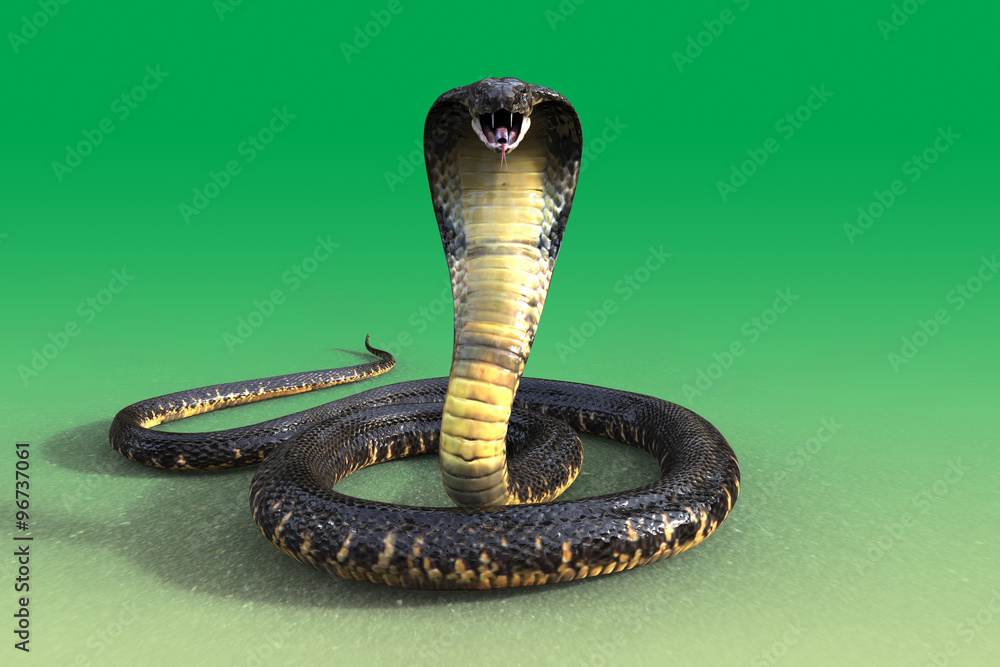 Naklejka premium 3d King cobra snake isolated on green background