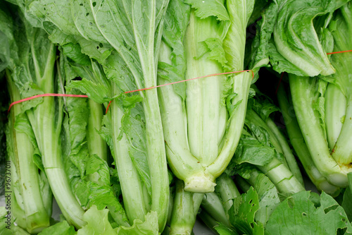 The chinese flowering cabbage with elastic band.