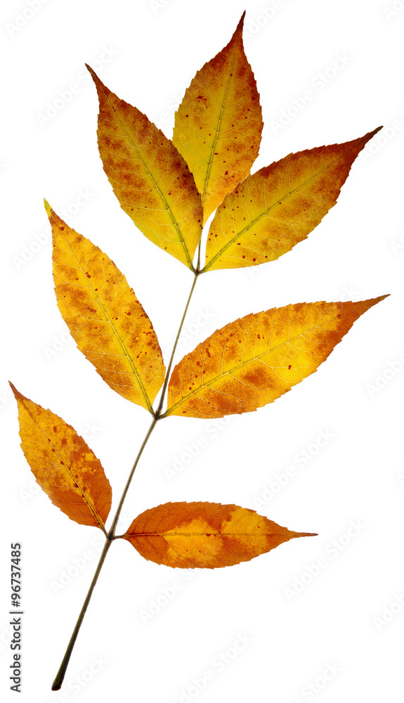 Naklejka premium autumn leaves