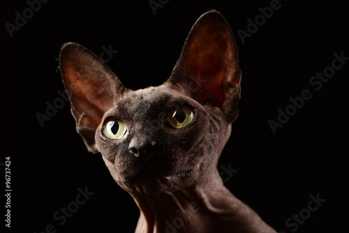 Fototapeta Naklejka Na Ścianę i Meble -  Canadian sphynx cat portrait, face closeup isolated on black background