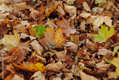 Herbstblätter,Herbst,Laub