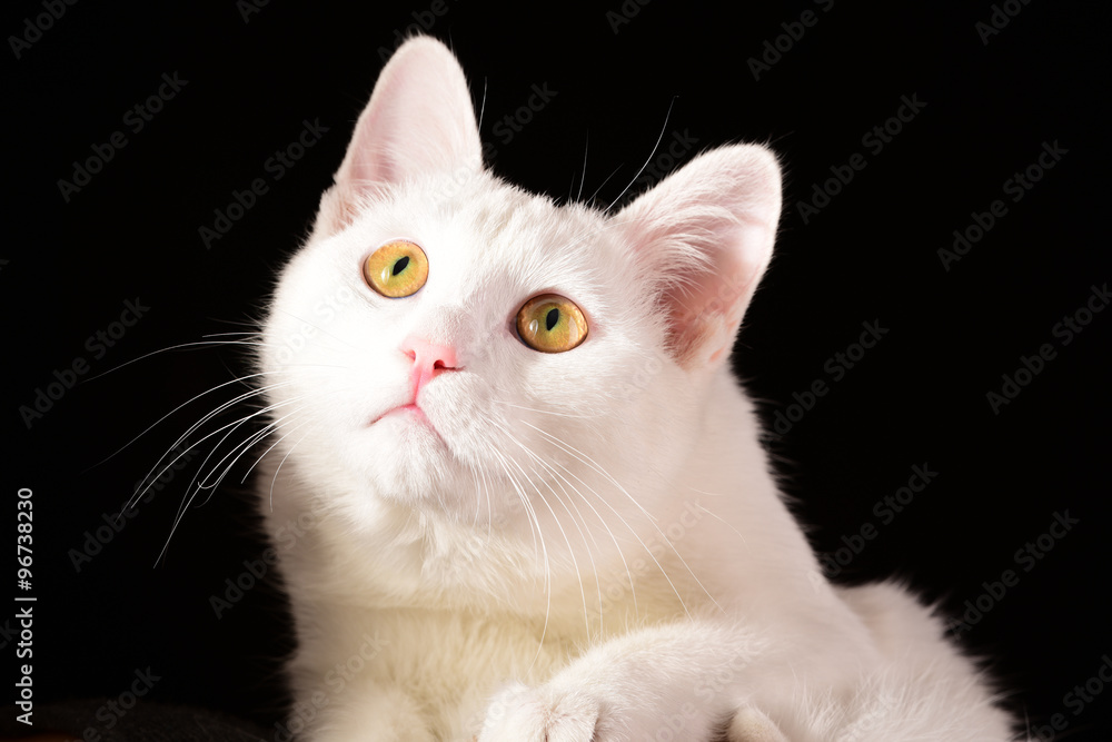 Pure white cat closeup, face looking up, isolated on black background