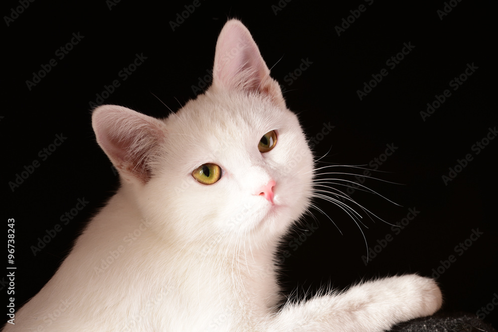 Pure white cat profile isolated on black background