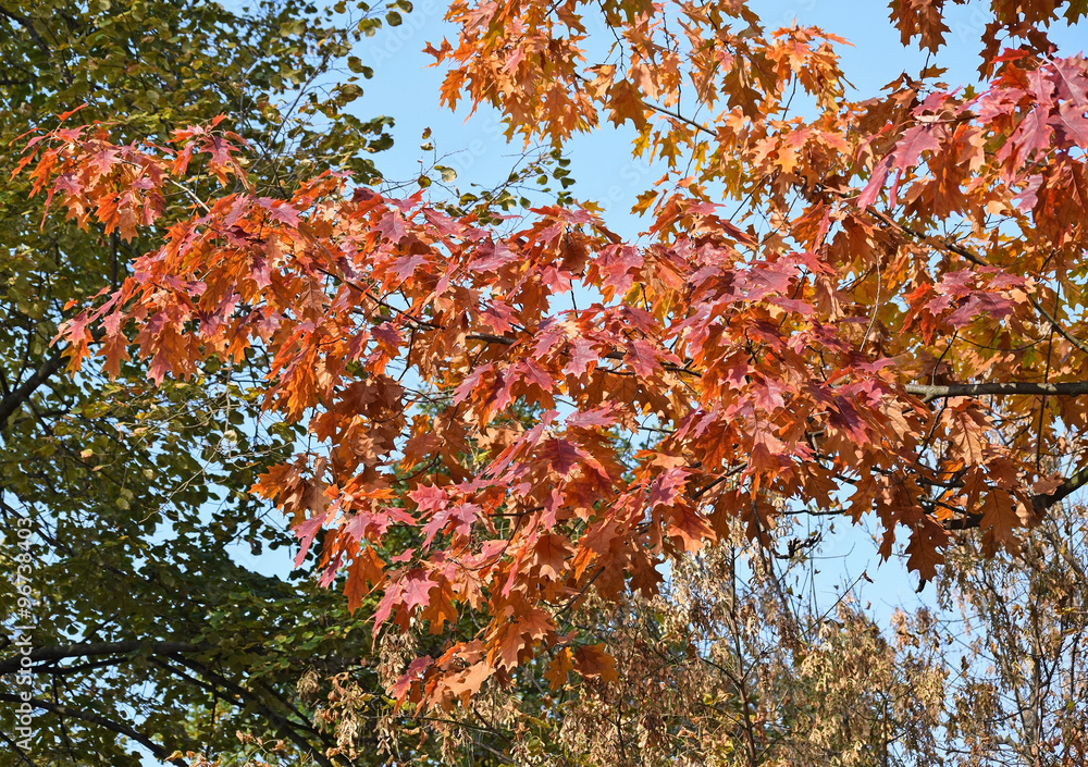 Red tree leaves in autumn